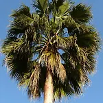 Casa Palmeras (adults Only) Готель типу 