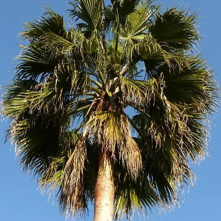 Casa Palmeras (adults Only) Bed & Breakfast