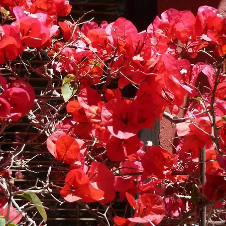 Casa Palmeras (adults Only) Marbella